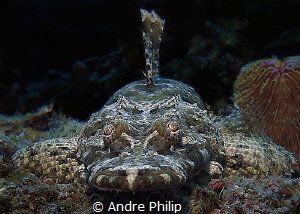 On eye level with a young crocodilefish by Andre Philip 